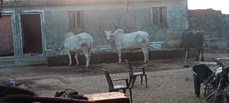 બળદ વેશવાનાછે