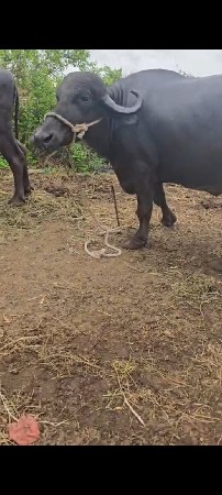 ૨ ભેંસ વેચવાની છે