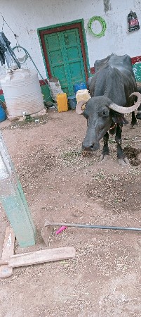 ભેસ બીજા વેતરની મહિના ની કાચી