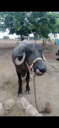 ખડેલી વેચવા ની છે