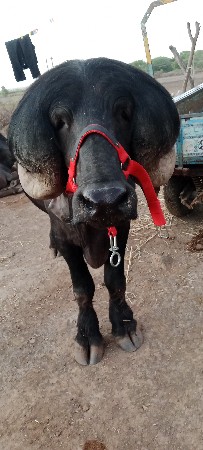 pado