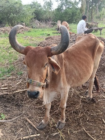 ગાય વેચવા ની છે