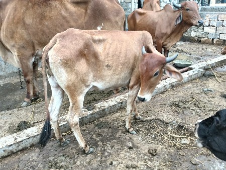 ગાય વેચવાની છે