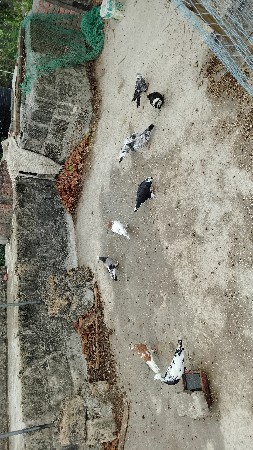 કબુતર સસ્તામાં મા વેચવાના શે