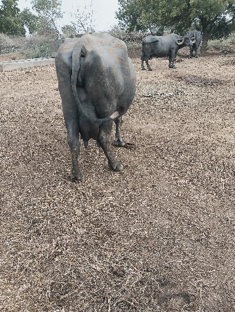 ભેંસ વેચવાની છે