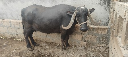 8 મો મહિનો સાલુ