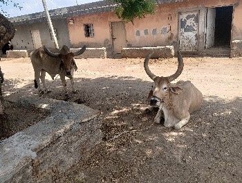 પાંચ વાવણી હાકલ