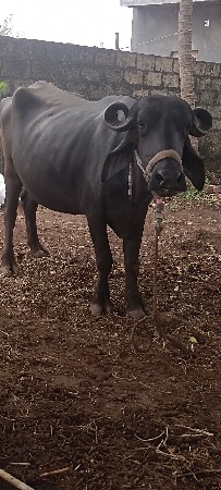 ખડેલી વેચવા ની છે