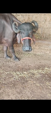 આ ભેંસ વેચવાની છે