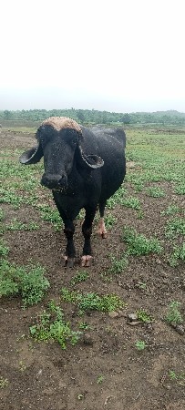આ ભગરી ભેંસ વેચવાની છે