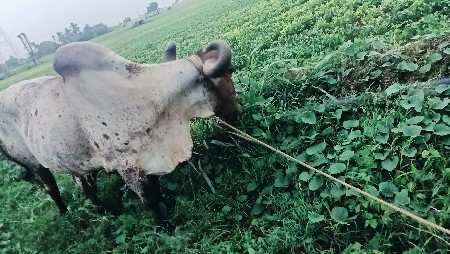 ચોથીદાર બાયુ છોકરા ગમે છોડે
