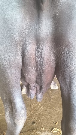 વેચવાની