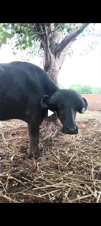 પાસ ખડેલા વેશવાના છે