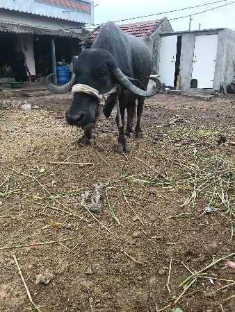ભેંસ વેચવાની છે
