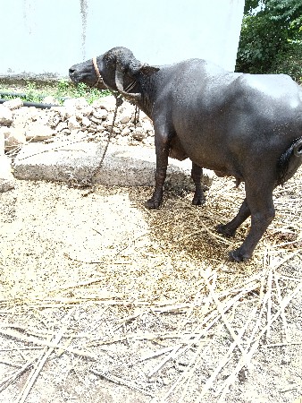 ભેંસ વેચવાની છે