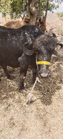 બે ભેંસ વેચવાની