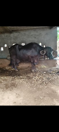 ભૅસ વૅસવાનીસૅ