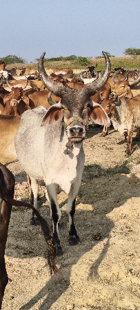 hodku vechavanu se