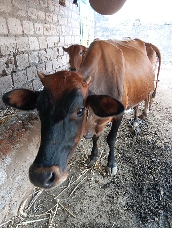 ગાય વેચવાની છે