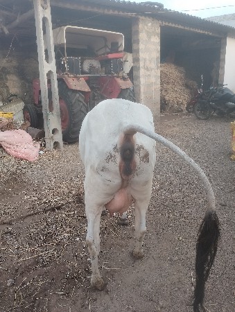 ગાયવેચવાનીછેસાવશોજીછે