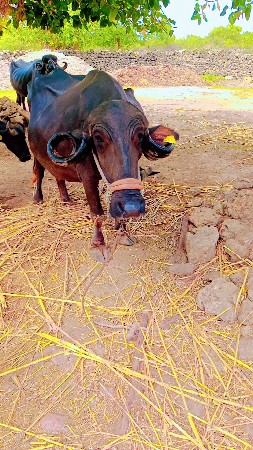 ભેંસ વેચવાની છે