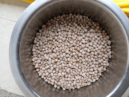 તુવેર ઈઝરાલ 5 બિયારણ