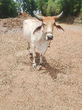 ગોઢલો વેચવાનો છે