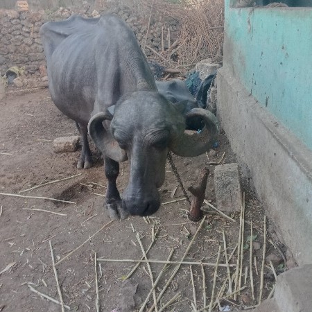 ખડેલિ. વેચવાનિચે. પેલુ. વેતર