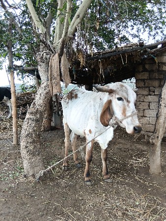 વાશડી છે.