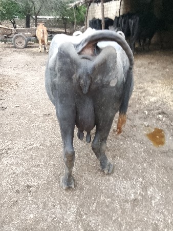 આ ભેંસ વેચવા ની છે
