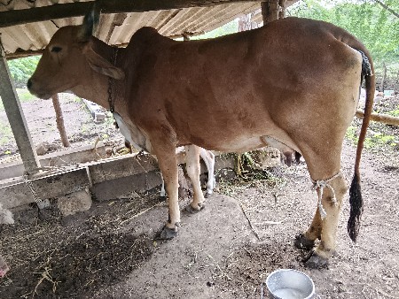 તીજુ.વેતર.દોવામા.છાવછોજી