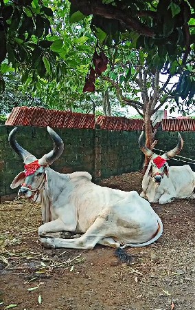 બળદ વેચવાના છે