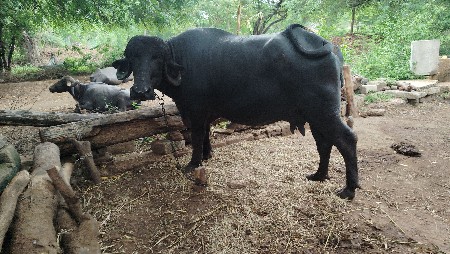 ભેંસ વેચવાની છે