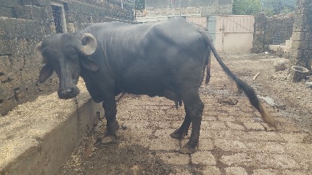 ભેસ વેચવાની છે બીજું વેતર