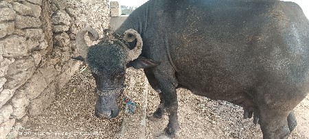 ચોથું વેતર