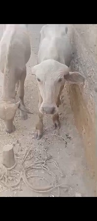વેસવા નો છે