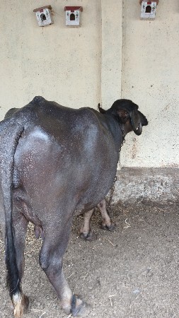 ખઙાય