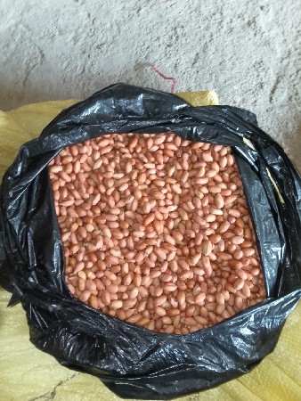 28 નબર બિયારણ વેસ વાનુ છે બિયારણ