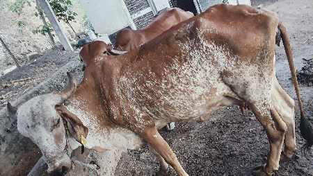 વેચવાની છે