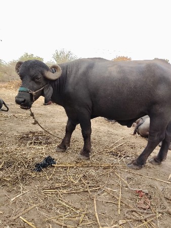 પાડો વેચવાનો છે.