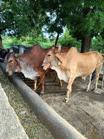 બળદ વેચવાના છે