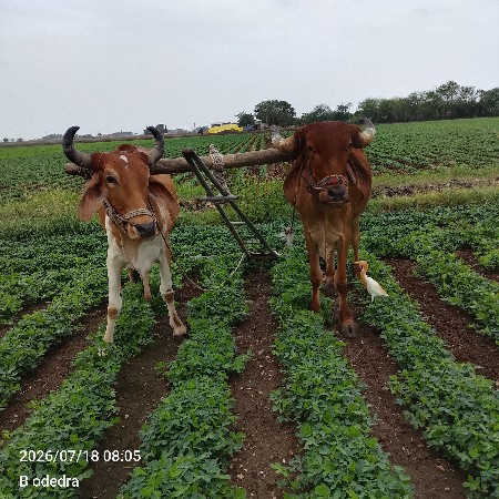 ગોઢલા વેચવાના છે