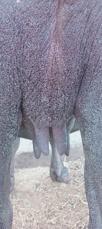 vn
