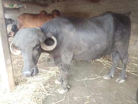 ભેંસ વેચવાની છે