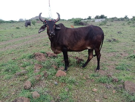 કાડિગાયછૅપૅલૃવૅતર