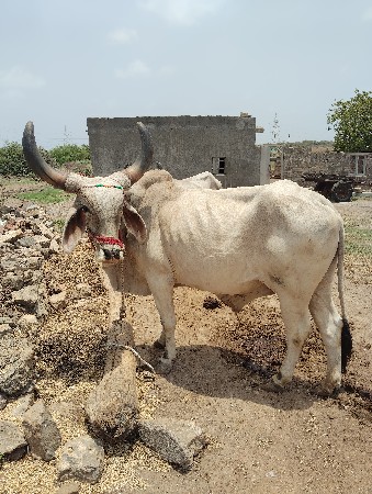 બળદ વેચવાનો છે