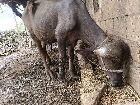 જાફરાબાદી પાડી વેચવાની છે