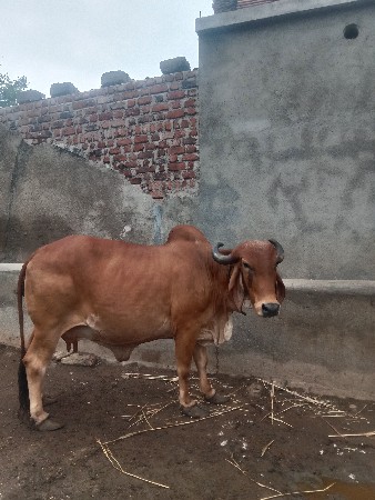 ત્રીજું વેતર