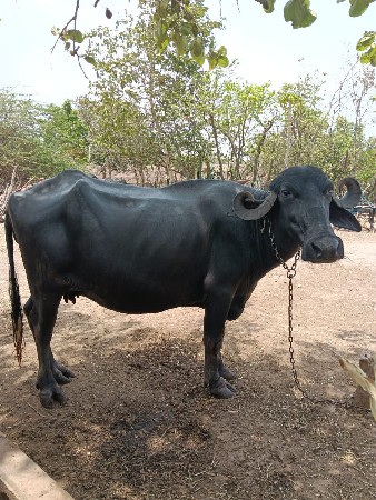 ભેંસ વેચવાની છે