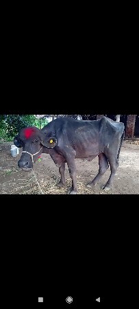 જાફરાબાદી ખડી વેચવાની છે